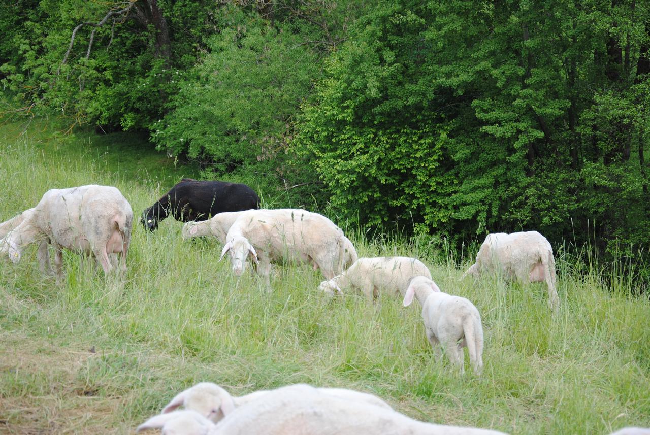 Landgasthof Seyrlberg Reichenau im Mühlkreis Zewnętrze zdjęcie