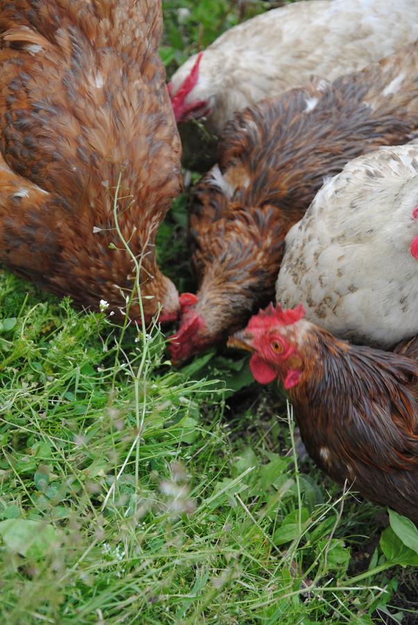 Landgasthof Seyrlberg Reichenau im Mühlkreis Zewnętrze zdjęcie