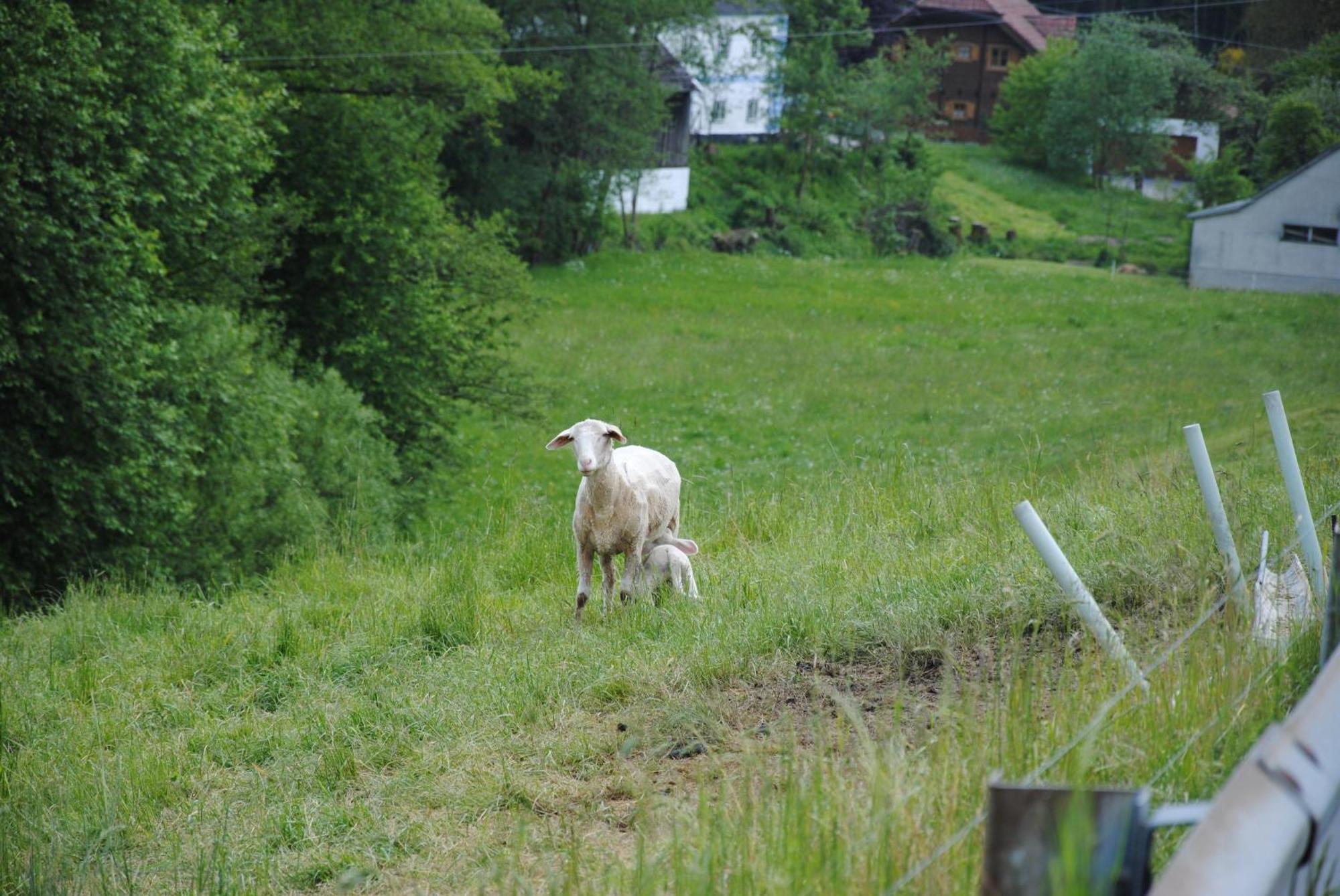 Landgasthof Seyrlberg Reichenau im Mühlkreis Zewnętrze zdjęcie